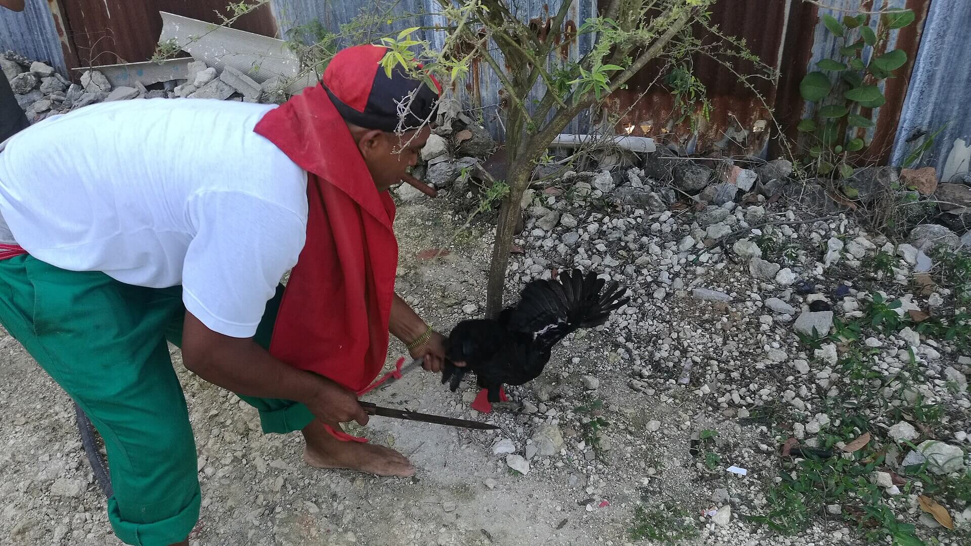 Sacrificio de un gallo en un ritual de santería